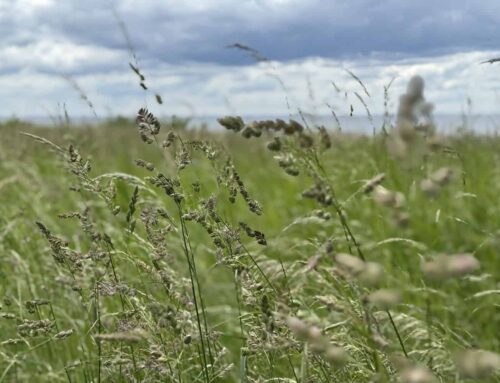 Breathwork | Retreat | Mjukna och Släpp