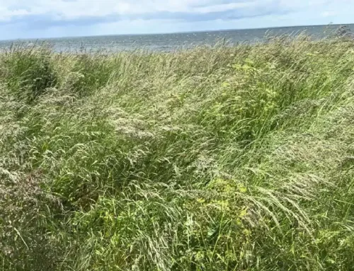 Breathwork | Retreat | Mjukna och Släpp